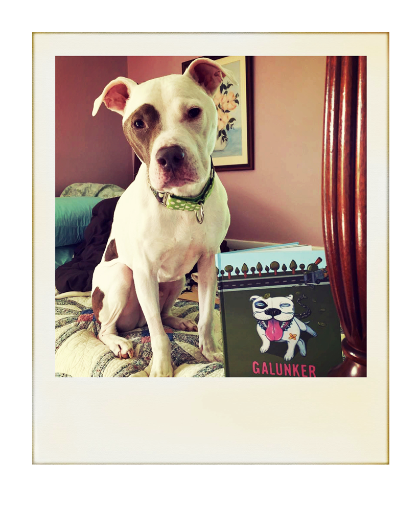 A cute pit bull sitting by a copy of Galunker - The book starring a pitbull