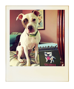 A cute pit bull sitting by a copy of Galunker - The book starring a pitbull